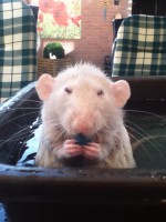 /album/rizzel-rats/foto-3-18-jpg/